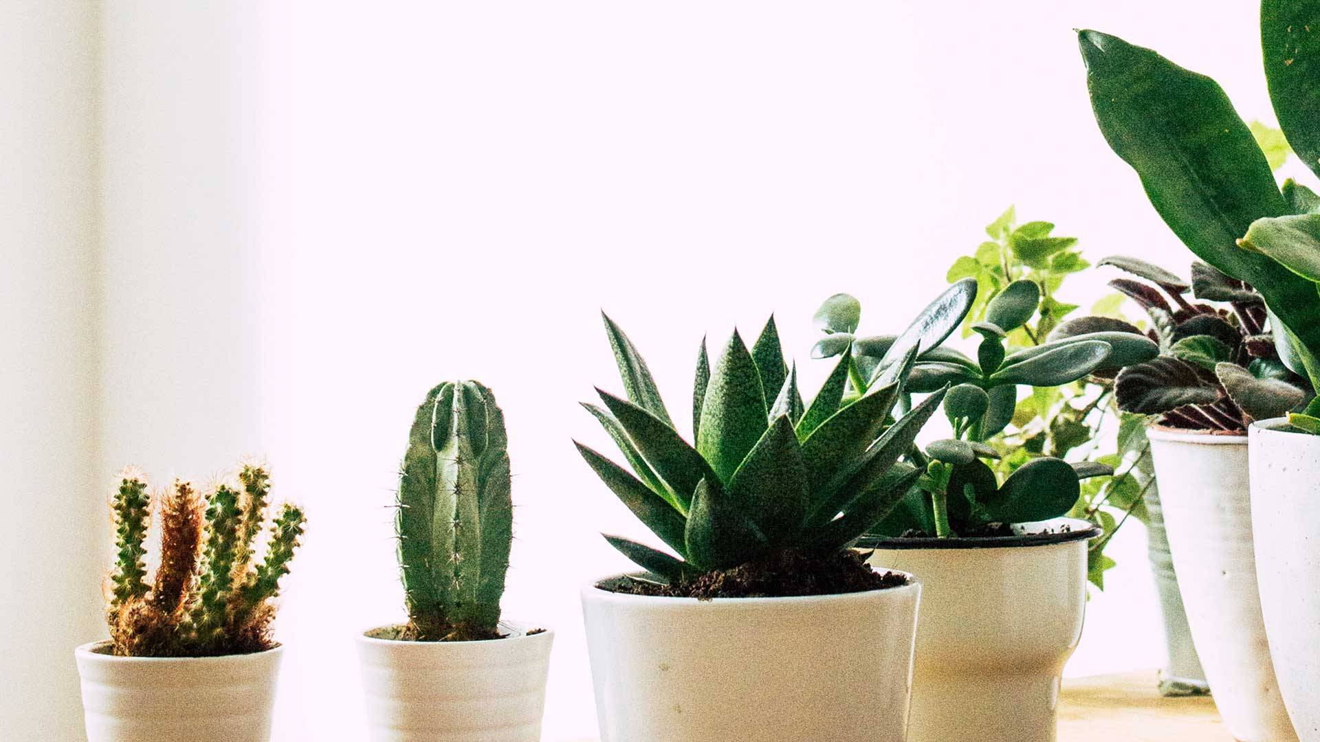 Footer Background